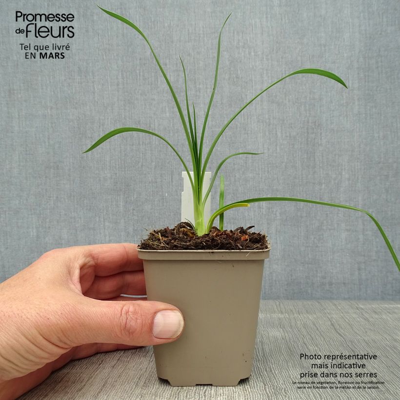 Example of Agapanthus Ever Sapphire Vasetto da 8/9 cm as you get in printemps