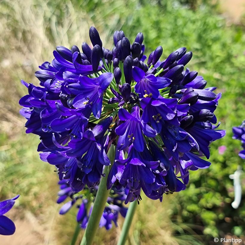 Agapanthus Midnight Sky (Fioritura)