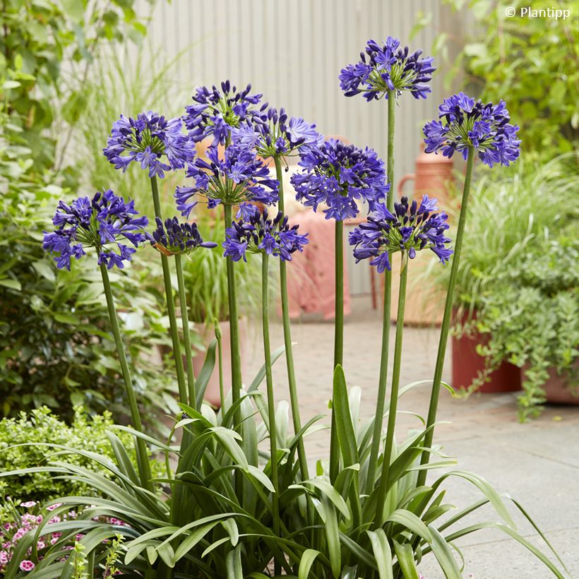 Agapanthus Midnight Sky (Porto)
