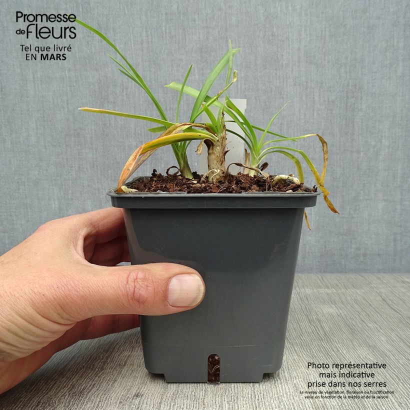 Example of Agapanthus Fireworks Vaso da 1L/1,5L as you get in printemps