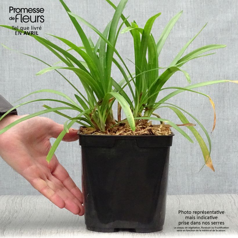 Example of Agapanthus Fireworks Vaso da 2L/3L as you get in printemps