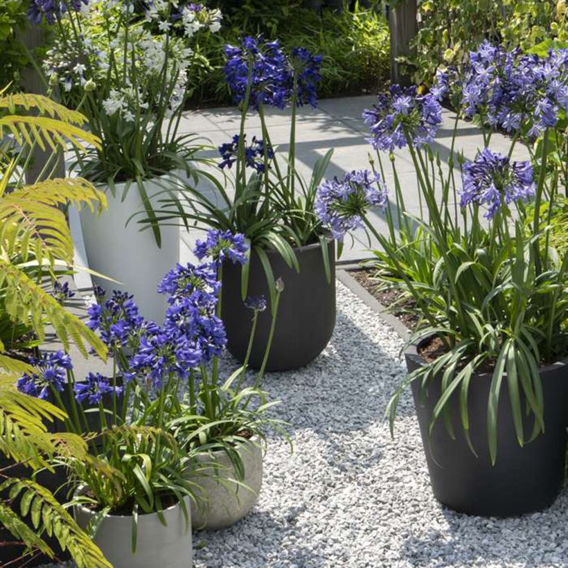 Agapanthus Three Sisters Mix (Plant habit)