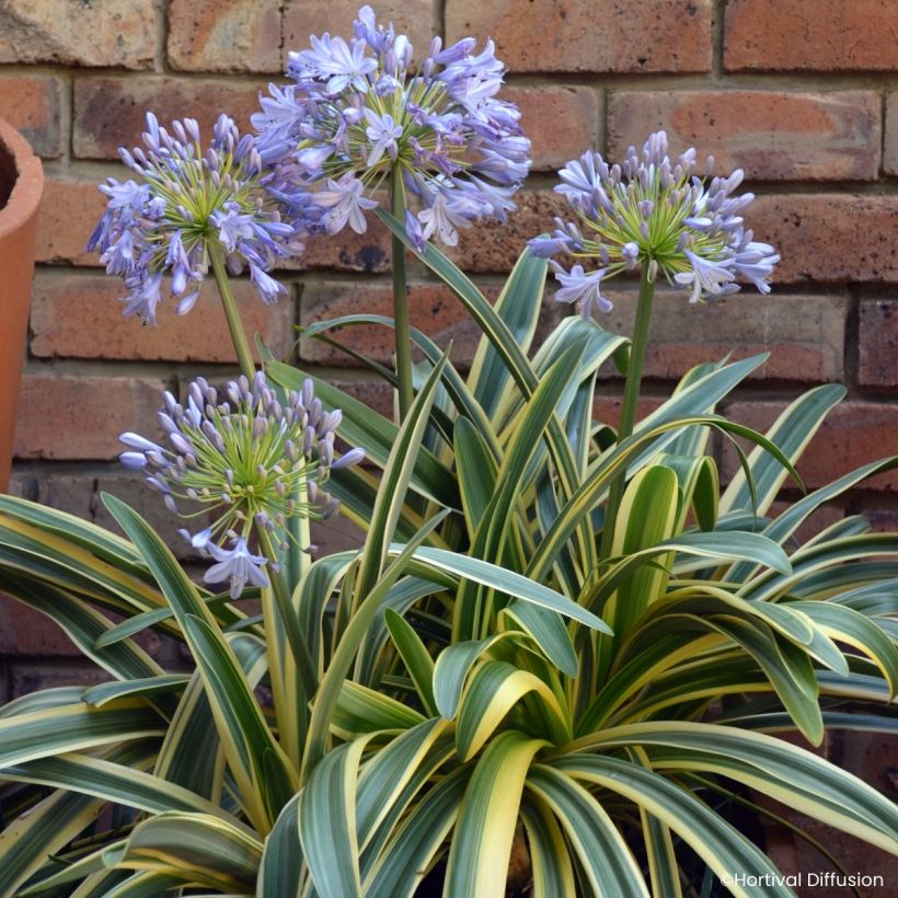 Agapanthus praecox Zambezi (Fioritura)