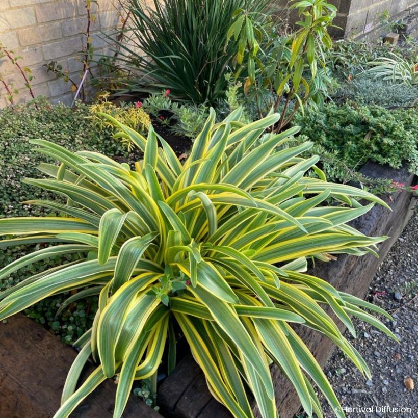 Agapanthe praecox Zambezi (Porto)