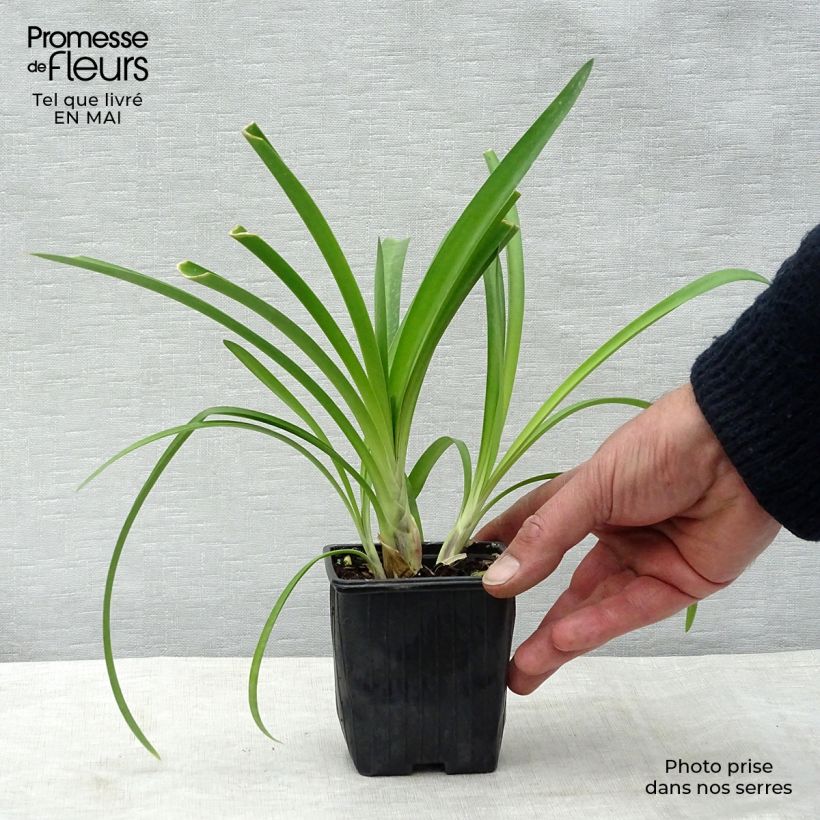 Example of Agapanthus umbellatus Vasetto da 7/8 cm as you get in printemps