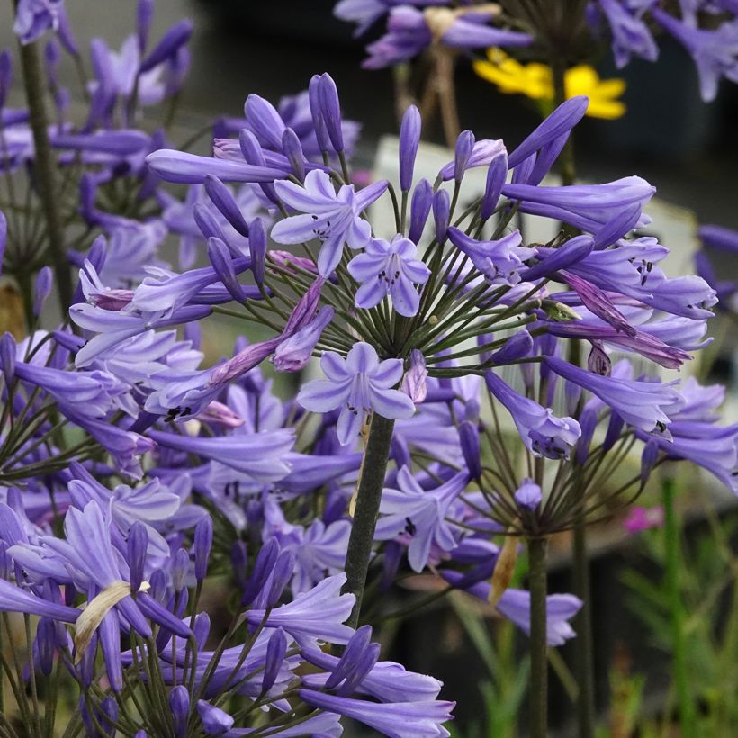 Agapanthus Blue Triumphator (Fioritura)