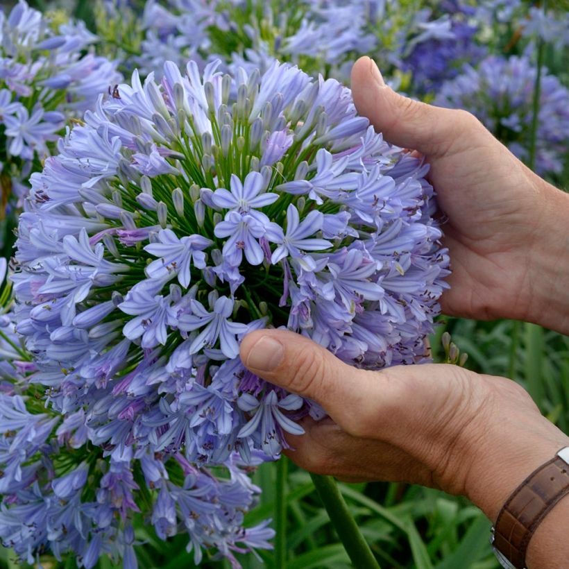 Agapanthus Blue Infinity (Flowering)