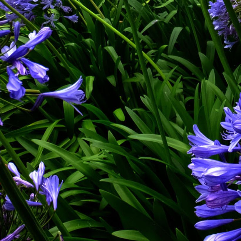 Agapanthus Blue Triumphator (Fogliame)