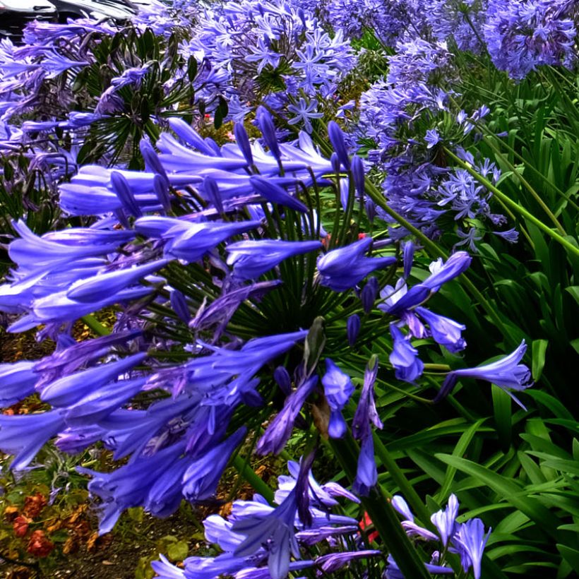 Agapanthus Blue Triumphator (Fioritura)