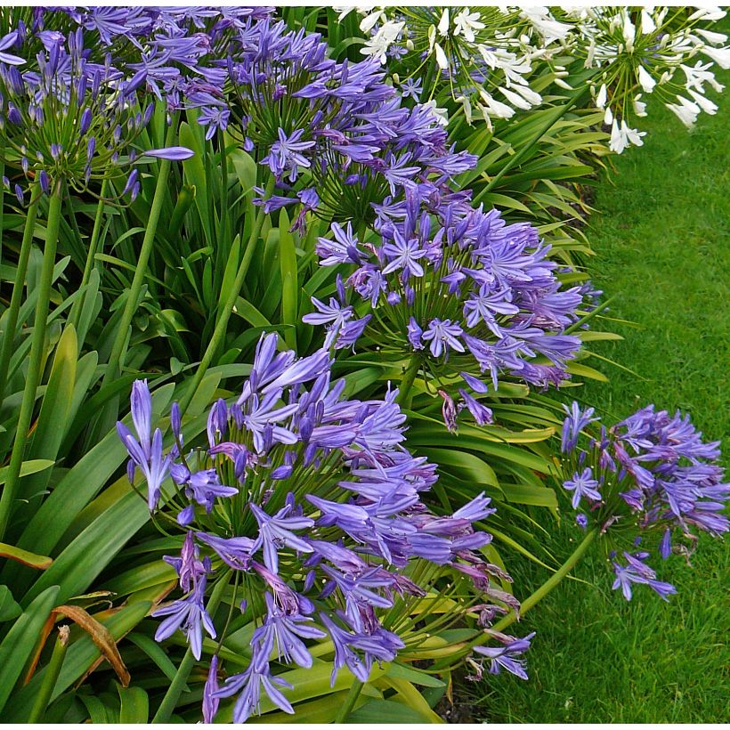 Agapanthus Blue Triumphator (Porto)