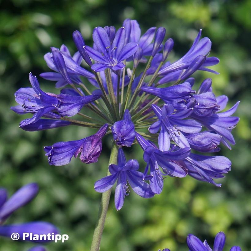 Agapanthus Brilliant Blue (Fioritura)