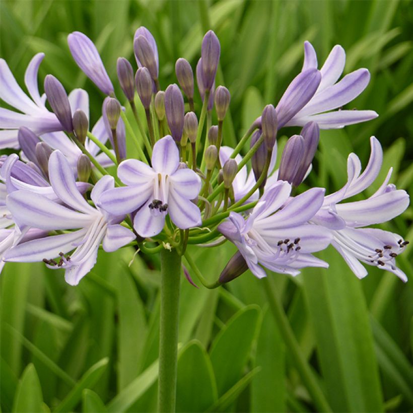 Agapanthus Megan's Mauve (Flowering)
