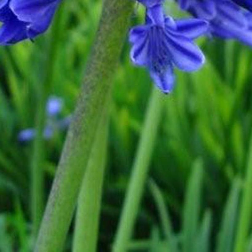 Agapanthus Midnight Blue (Fogliame)
