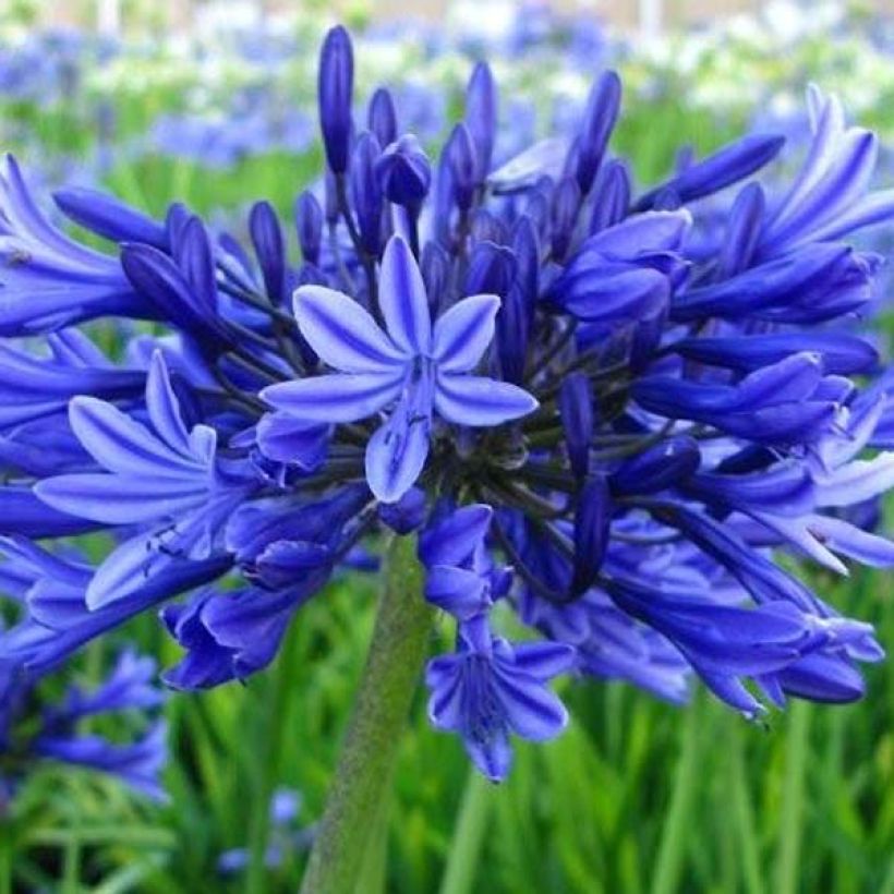 Agapanthus Midnight Blue (Fioritura)