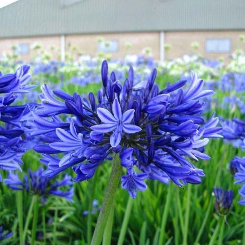 Agapanthus Midnight Blue (Porto)