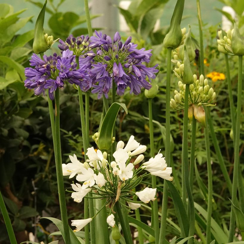 Agapanthus Three Sisters Mix (Fioritura)