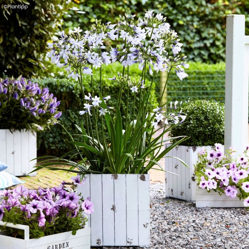 Agapanthus Twister (Porto)