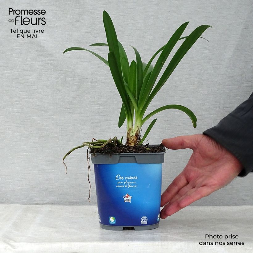 Example of Agapanthus umbellatus Vaso da 2L/3L as you get in printemps
