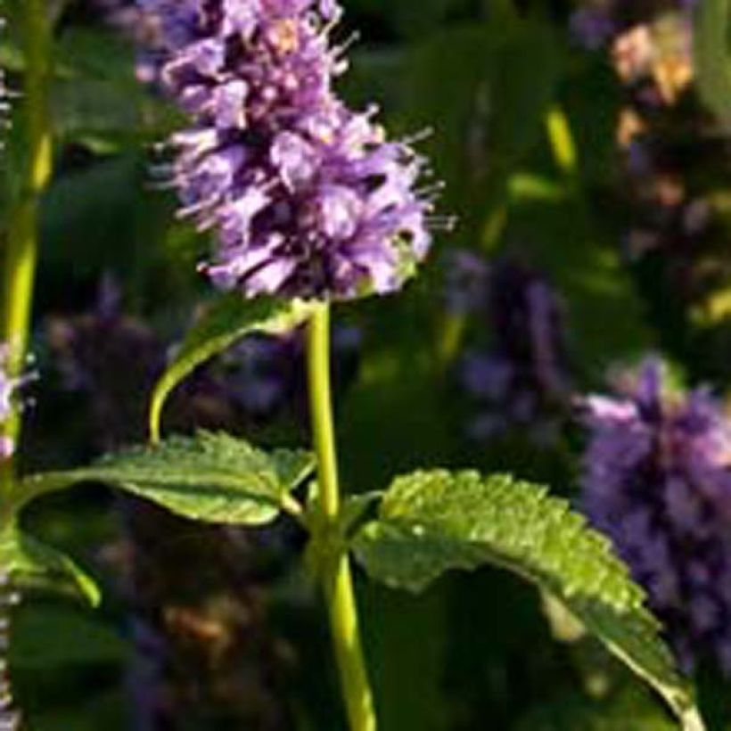 Agastache Black Adder (Foliage)