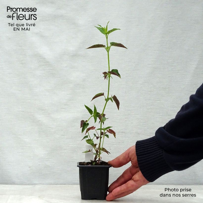 Example of Agastache Black Adder Vasetto da 8/9 cm as you get in printemps