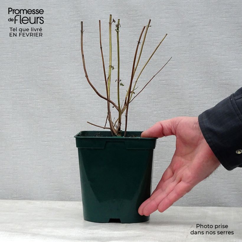 Example of Agastache Black Adder Vaso da 2L/3L as you get in hiver