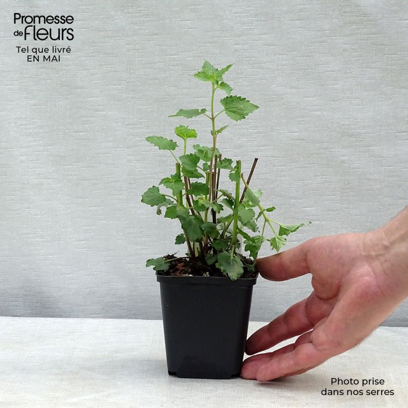 Example of Agastache Blue Boa Vasetto da 8/9 cm as you get in printemps