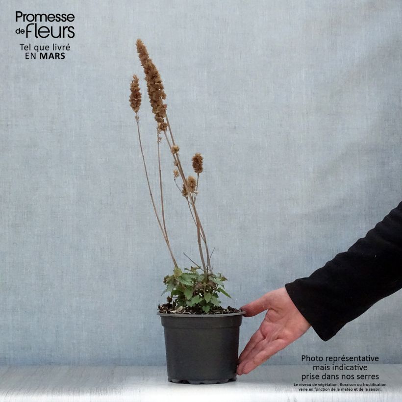 Example of Agastache Blue Boa Vaso da 2L/3L as you get in printemps