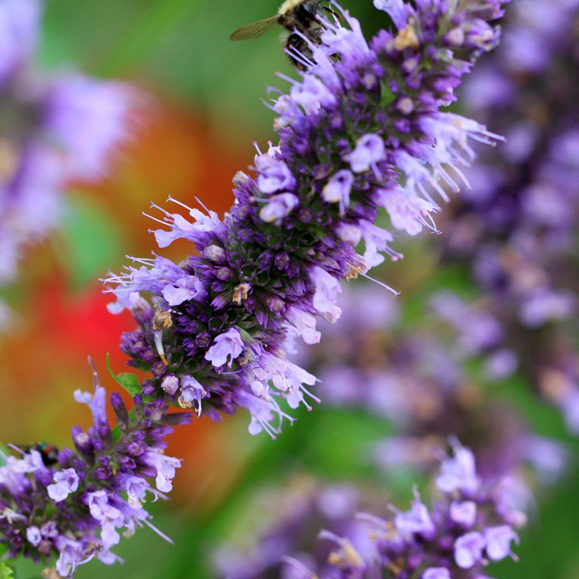 Agastache Blue Fortune (Fioritura)