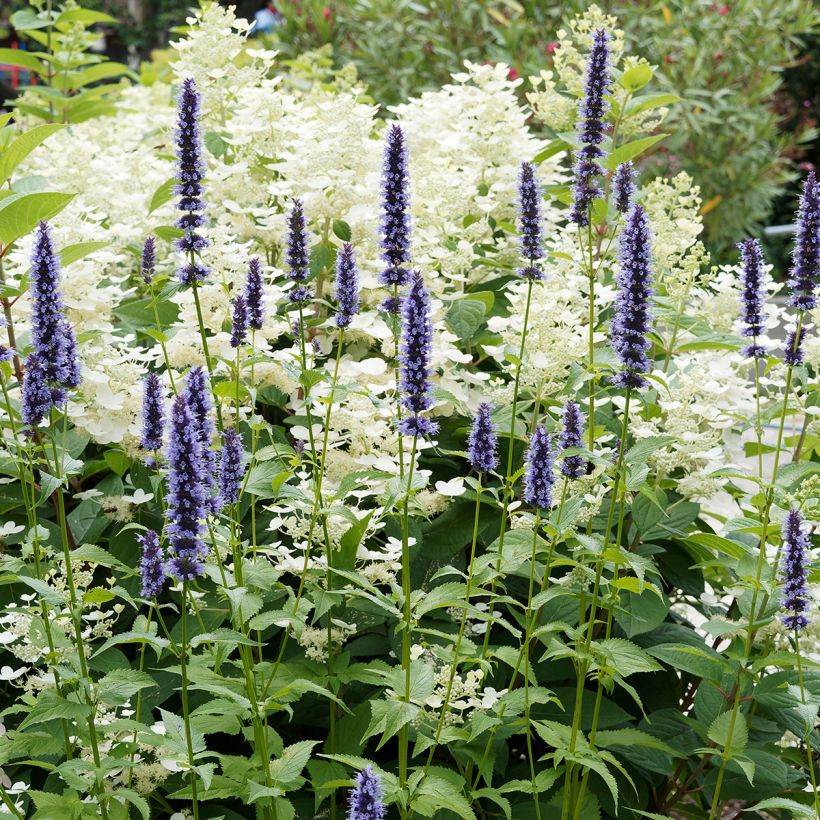 Agastache Blue Fortune (Porto)