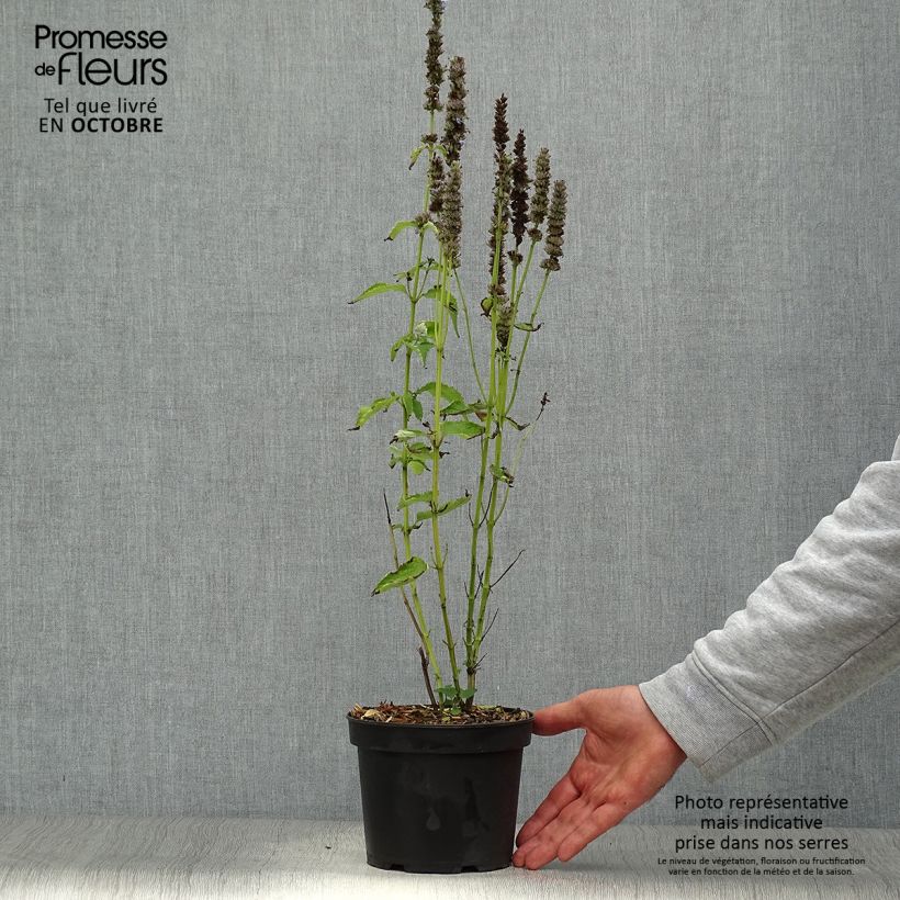 Esemplare di Agastache Blue Fortune Vaso da 2L/3L come consegnato in autunno