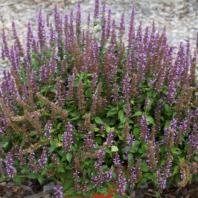 Agastache foeniculum Celestia - Hysope anisée (Fioritura)