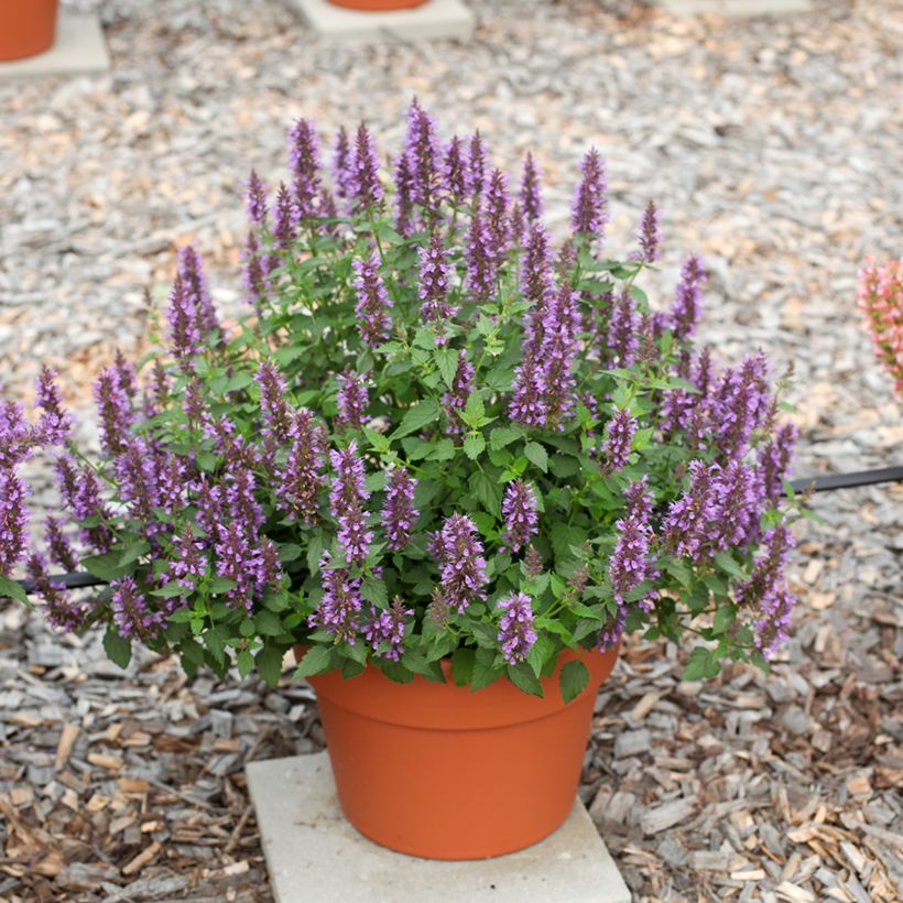 Agastache foeniculum Celestia - Hysope anisée (Porto)