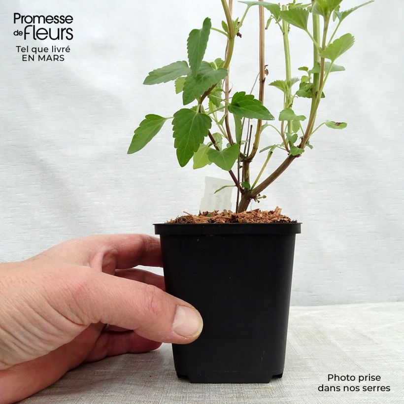 Example of Agastache Kolibri Vasetto da 8/9 cm as you get in printemps