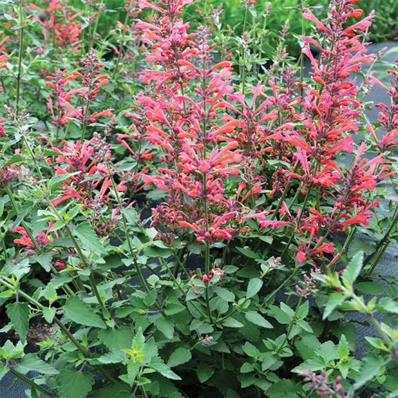 Agastache Kudo's Coral (Porto)