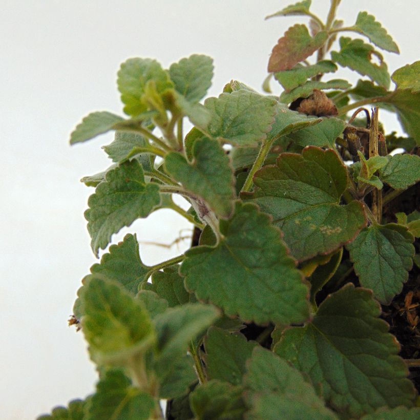 Agastache Kudo's Coral (Fogliame)