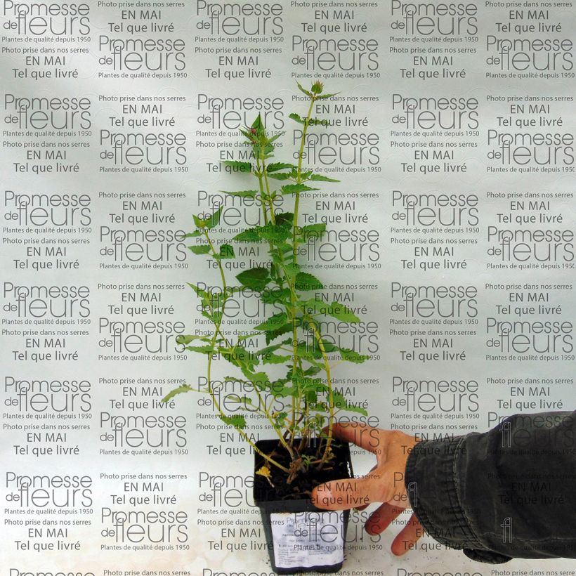 Esempio di esemplare Agastache Kudos Silver Blue Vasetto da 8/9 cm come consegnato