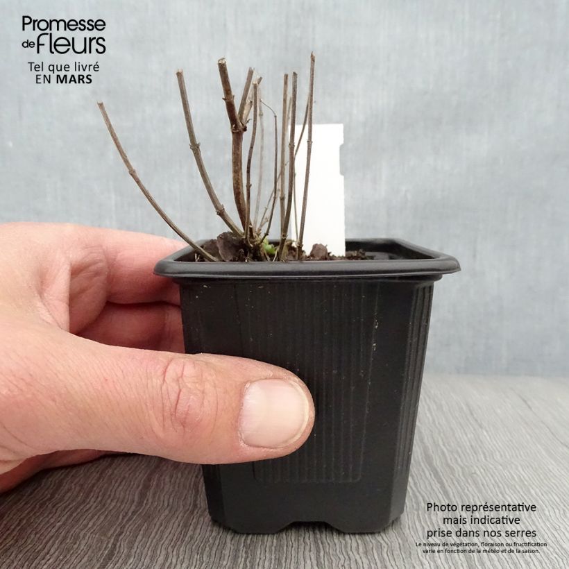 Example of Agastache Kudos Yellow Vasetto da 8/9 cm as you get in printemps