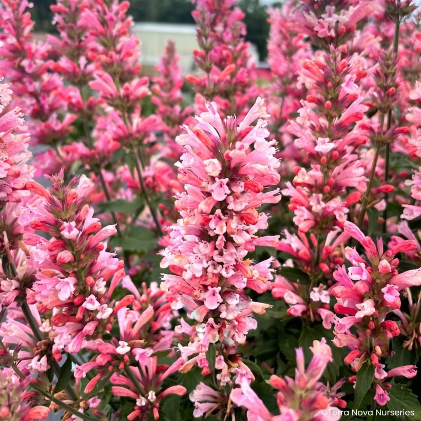 Agastache Pink Pearl (Fioritura)