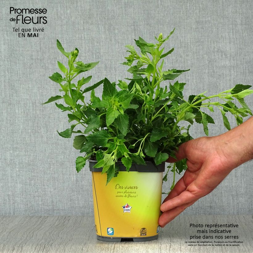 Agastache Poquito Butter Yellow Vaso da 2L/3L esemplare consegnato in primavera