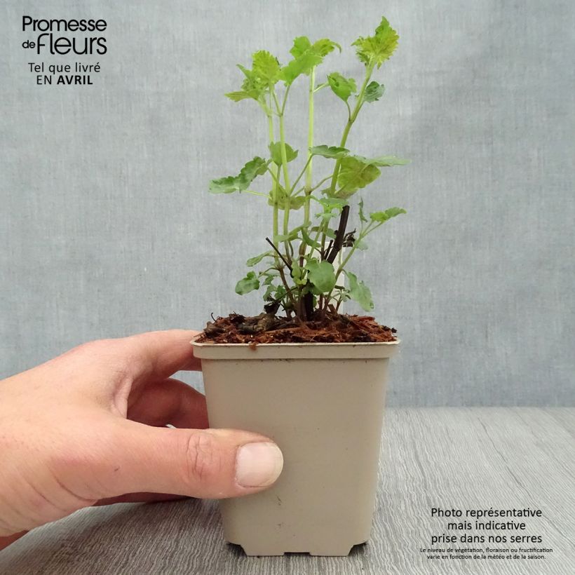 Example of Agastache Serpentine Vasetto da 8/9 cm as you get in printemps