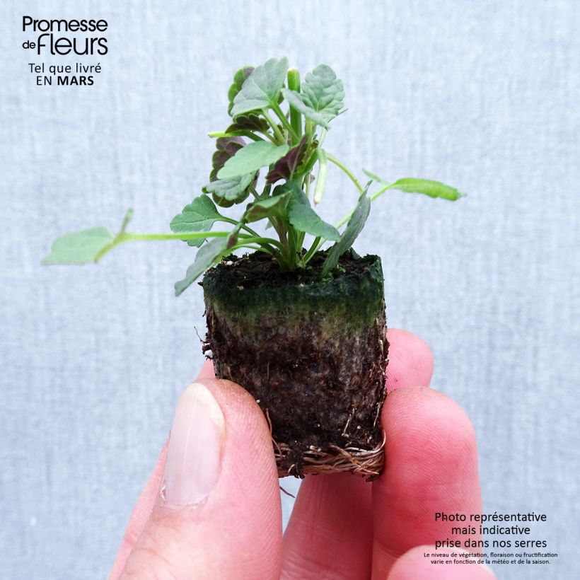 Agastache Sunny Sparks Pink Improved Mini zolla Ø 1,5/2,5 cm esemplare consegnato in primavera