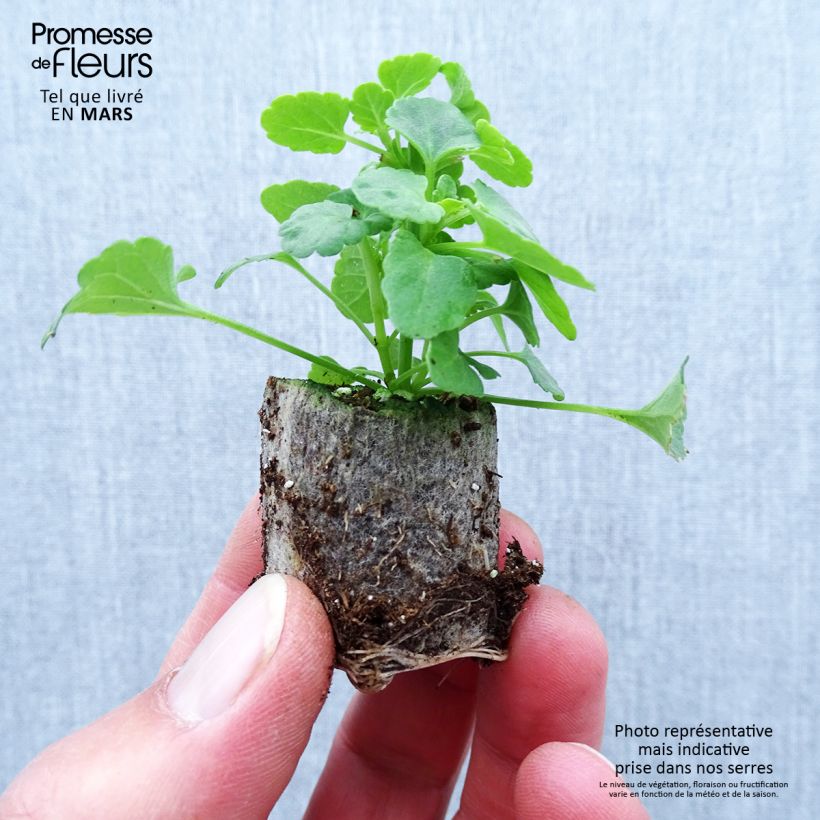 Agastache Sunny Sparks Yellow Mini zolla Ø 1,5/2,5 cm esemplare consegnato in primavera