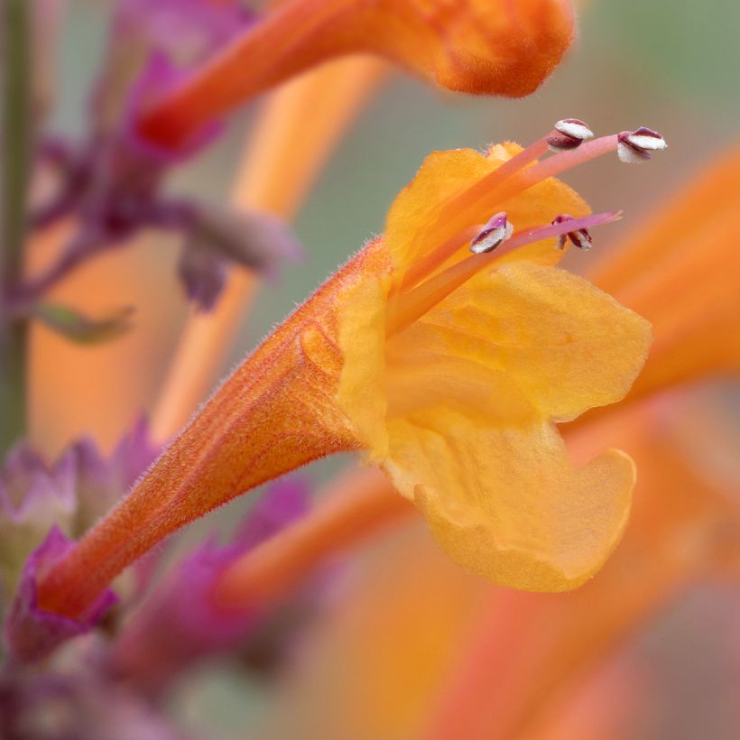 Agastache aurantiaca Apricot Sprite (Fioritura)