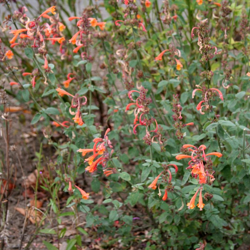 Agastache aurantiaca Apricot Sprite (Porto)