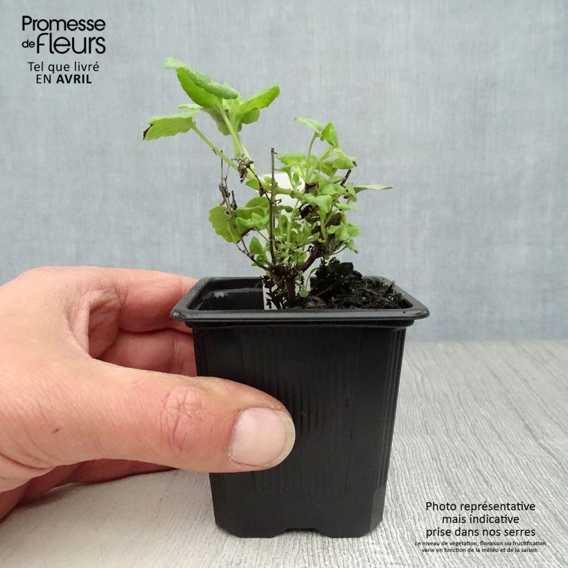 Example of Agastache aurantiaca Tango Vasetto da 8/9 cm as you get in printemps