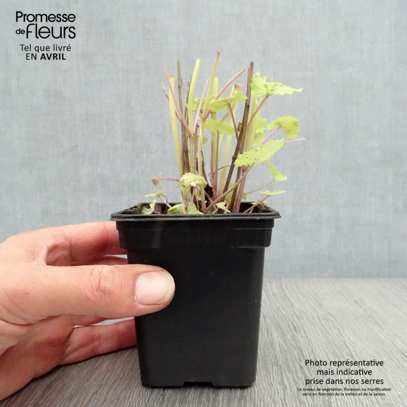 Agastache Golden Jubilee Vasetto da 7/8 cm esemplare consegnato in primavera