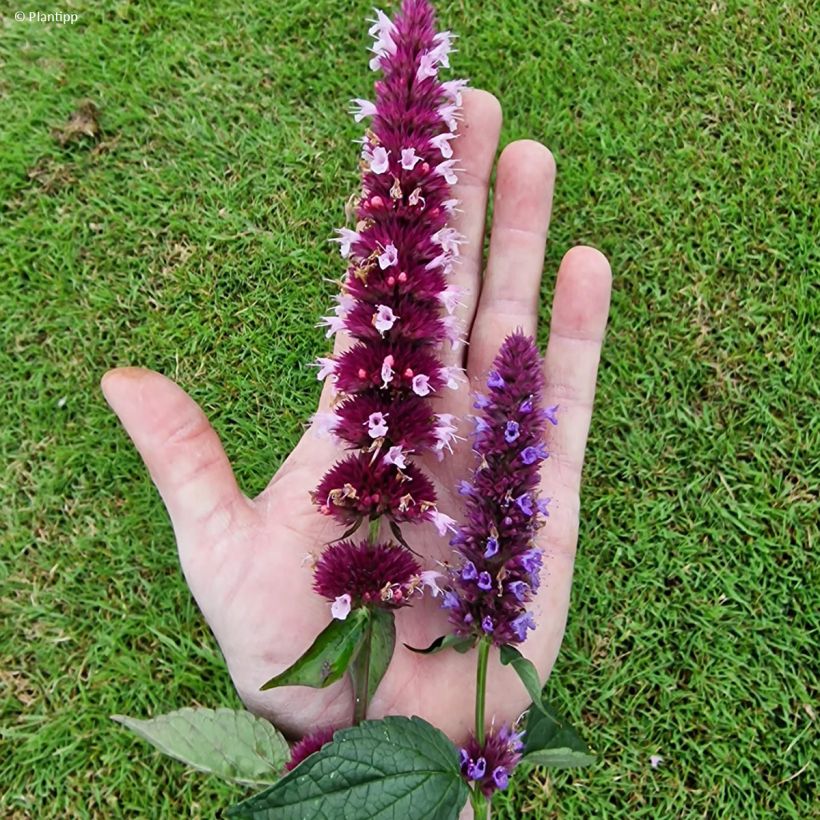 Agastache Beelicious Pink (Fioritura)