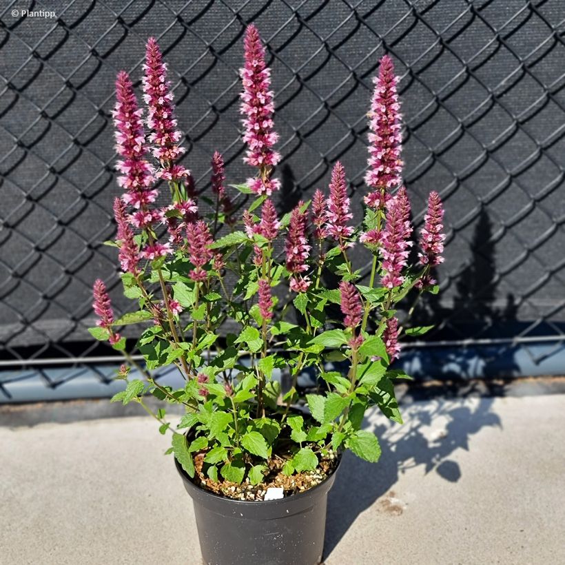 Agastache Beelicious Pink (Porto)