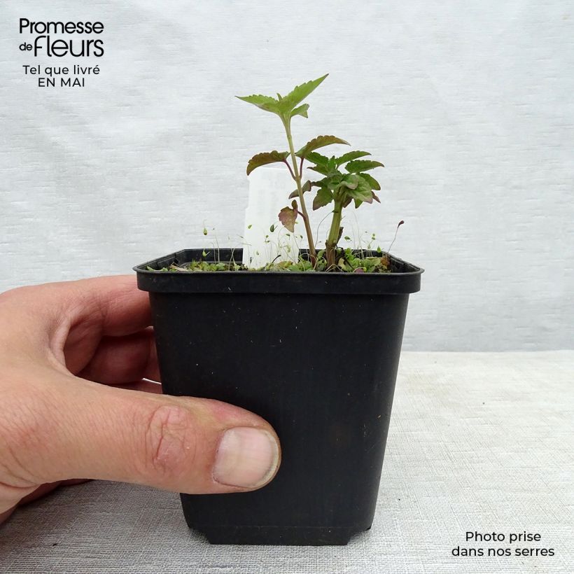 Example of Agastache Beelicious Purple Vasetto da 8/9 cm as you get in printemps