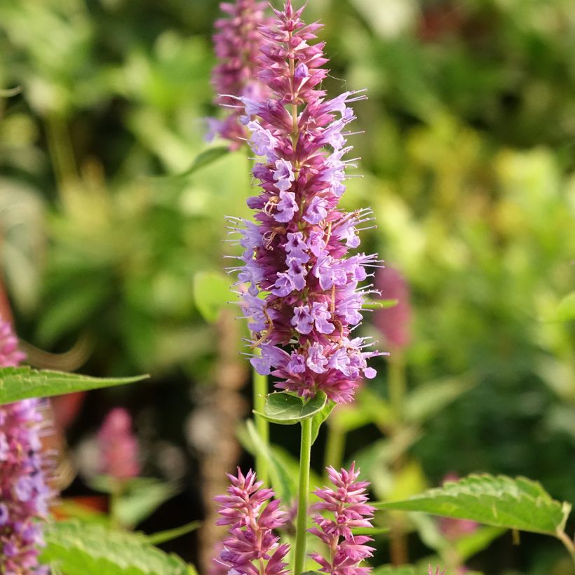 Agastache Beelicious Purple (Flowering)